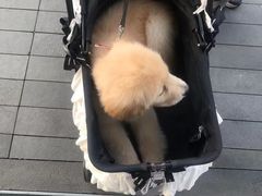 -comecome来吧宠物(奥克斯中心店)