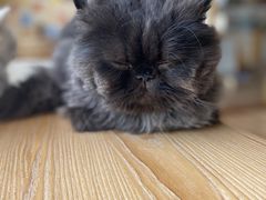 -猫的茶·猫咖