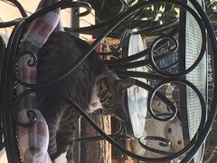 iphone_upload_pic-海边的猫和咖啡馆