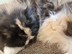 -Meowの猫咖(万家丽店)