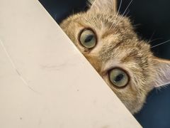 -飞行喵MR PILOT|猫舍·猫咖(静安大融城店)