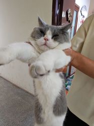 -和木形象