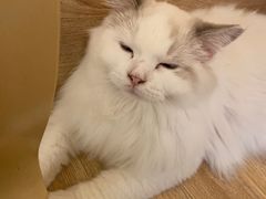 -滚猫咖啡·猫咖·猫友好撸猫(未来城店)