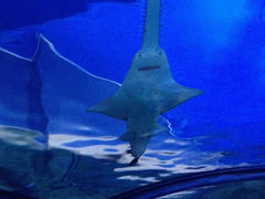 -悉尼海洋生物水族馆