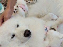 -怪兽屋·羊驼·猫咖·狗咖(俊华广场店)