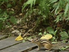 -五营红松林海景区