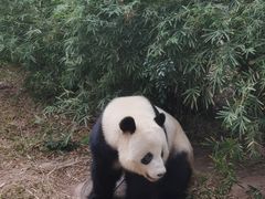 -广州动物园