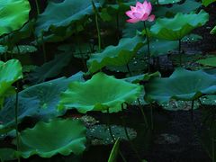 -荔湾湖公园