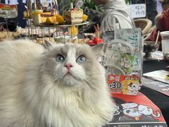 -猫抓烤肉(春熙路店)