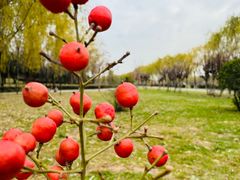 -洨河生态公园