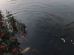 -北京大学-燕南食堂