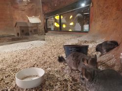 -酷嗒动物文化乐园(cutezoo西溪乐天城店)