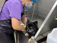 -北京观赏动物医院·24小时大型综合·猫专科·异宠专科