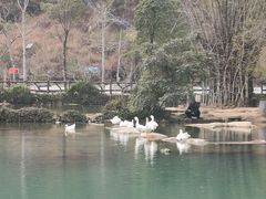 -靖西鹅泉风景区