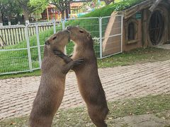 -上海野生动物园