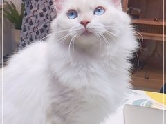 -山宅一喵德文卷毛猫舍