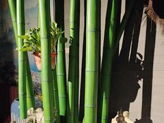 -雀舞云南菜(天津天河城购物中心店)