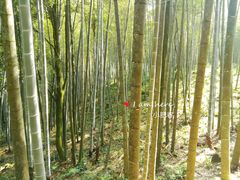 -广州市石门国家森林公园