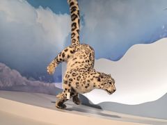 -四川大学博物馆