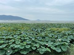 -苏州太湖国家湿地公园