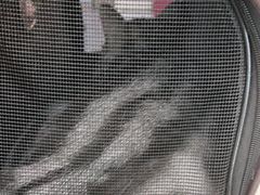 -纳吉亚猫专科动物医院·北北分院
