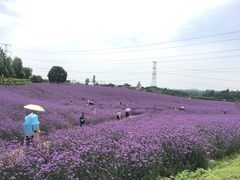 -紫颐香薰山谷景区
