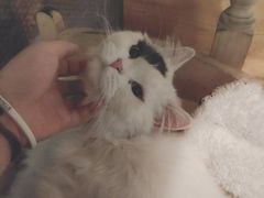 -猫小院猫主题咖啡厅(北锣店)