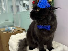 -爱洗澡的猫(望京店)