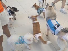 -怪兽屋·羊驼·猫咖·狗咖(俊华广场店)