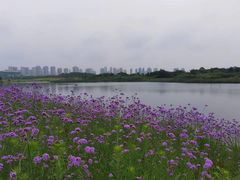 -洋湖国家湿地公园