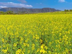 -光明小镇欢乐田园