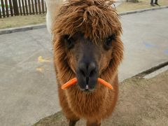 -太阳岛度假酒店