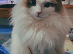 -关爱动物医院·心脏·中兽医·异宠(金牛路分院)