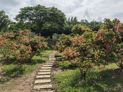 -中国科学院西双版纳热带植物园