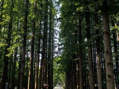 -日照海滨国家森林公园