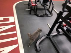 -Vamos巴猫司健身中心(五角场店)
