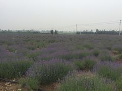 -曲江薰衣草庄园