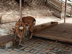 -北京鹿世界主题园