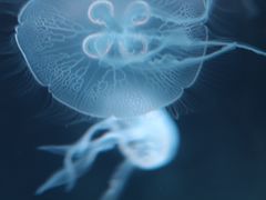 -福州罗源湾海洋世界旅游区