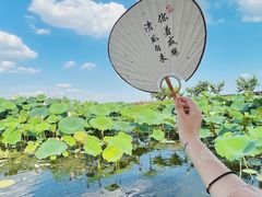 -荷塘月色湿地公园·向阳花洲