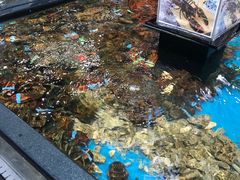 水产区-盒马鲜生(皇庭广场店)