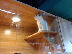 -猫十亿·布偶金渐层·曼基康矮脚猫舍(青年路店)