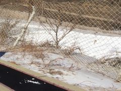 -八达岭滑雪场
