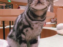 -CAT’S MEWSTAR CAFE·喵星球猫屋(晴湾咖啡店)