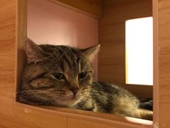 -三花喵·撸猫购宠·宠物生活馆(虹桥南丰城店)