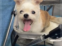 -北京赛佳动物医院