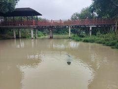 -中国扬子鳄村