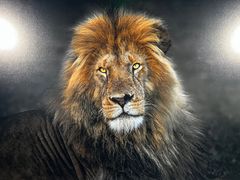 -罗红摄影艺术馆