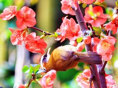 -成都大熊猫繁育研究基地-熊猫厨房