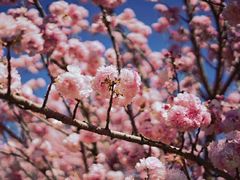 -天适樱花悠乐园